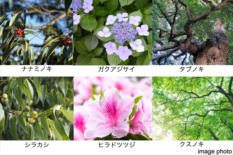 シティテラス京橋の植栽計画イメージ画像